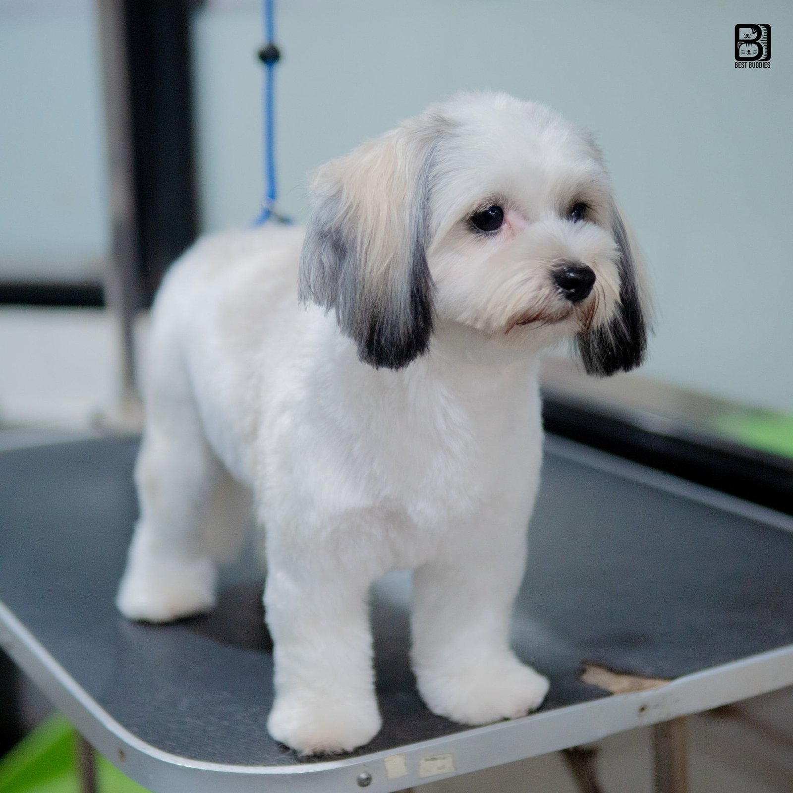 Full Package Trimming & Styling