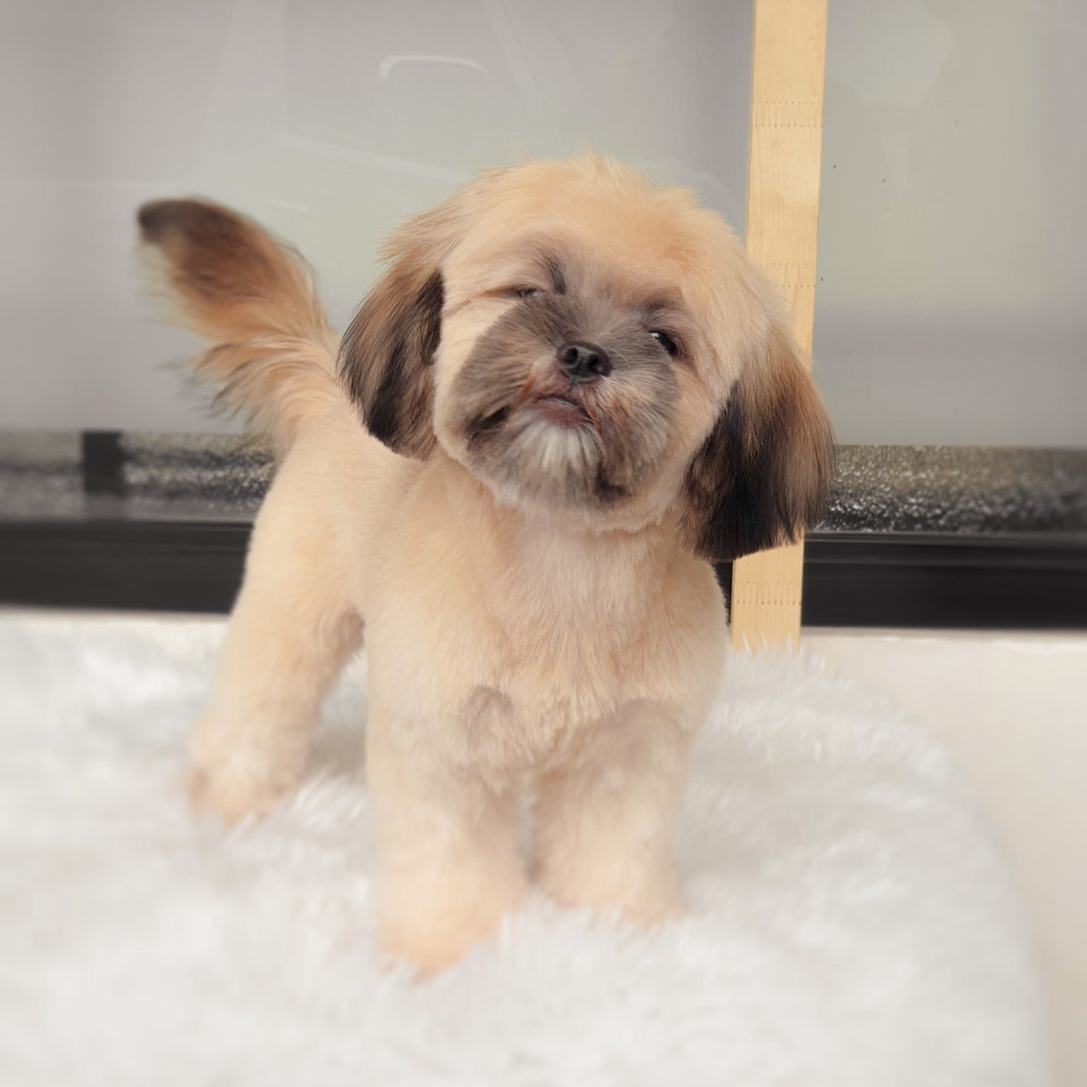 Shampoo Bath n Bubble